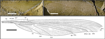 张海春团队在准噶尔盆地发现的原蜻蜓目化石
（受访者供图）