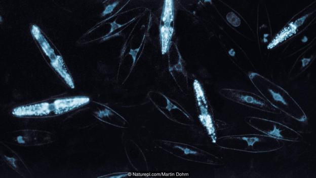 这种微型生物是海洋表面生物发光的最普通来源。