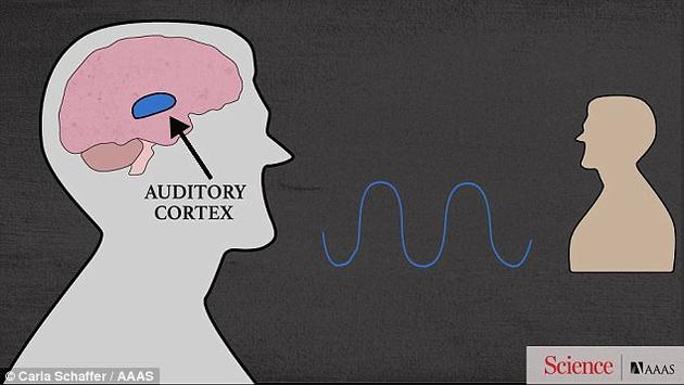 一些神经元会根据句子中的重音落在较低音的位置改变自身活动，无论说的是哪个句子、说话的人是谁。