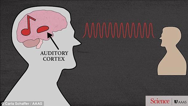 大脑新皮质（neocortex）中的神经元不仅能处理听到了哪些字句，还能分析这些单词的表达方式。这些神经元在听到高音和低音时会有不同的表现。