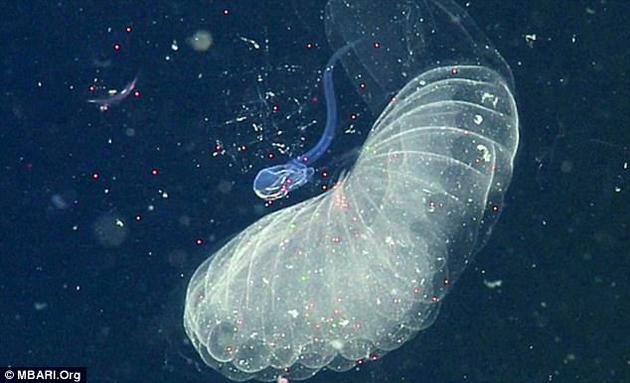 图中是巨大幼形海鞘(蓝色、像蝌蚪的生物)，它们在水中游动，可清晰看到将彩色塑料球吞入体内。