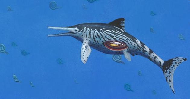 这种学名为Ichthyosaurus somersetensis的鱼龙游弋在2亿年前海洋中，当时正是恐龙称霸地球陆地的时期。