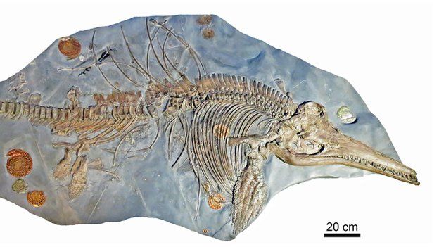 Ichthyosaurus somersetensis化石的整体骨架