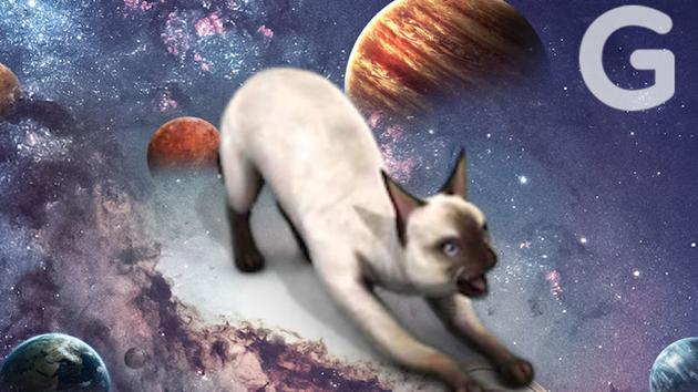 猫咪和其他动物的牺牲和付出为人类航天的发展做出了不可磨灭的贡献