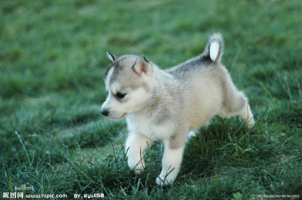 为什么没有大型的犬科动物？