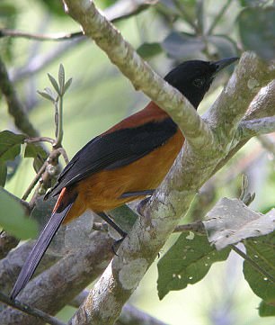 林鵙鹟属(Pitohui)鸟类在皮肤和羽毛中含有一种有毒物质,主要用来防御捕食者,这使它们成为世界上(可能)唯一的有毒鸟类。科学家发现,它们其实是通过捕食姬萤科Choresine属甲虫来获得毒素的。