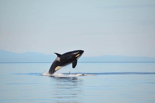 人类并非唯一具有更年期的生物，雌性逆戟鲸在12-40岁之间繁殖，但是它们的寿命可以延长到90多岁。