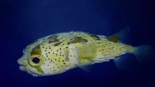 捕食者的痛:动物界“刺头”盘点 刺头豪猪首当其冲 正常状态下,刺鲀的刺平伏于身体表面