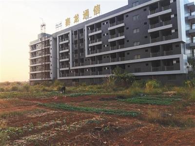 赛龙突死之谜陷入口水战 产业园目前已变成菜地