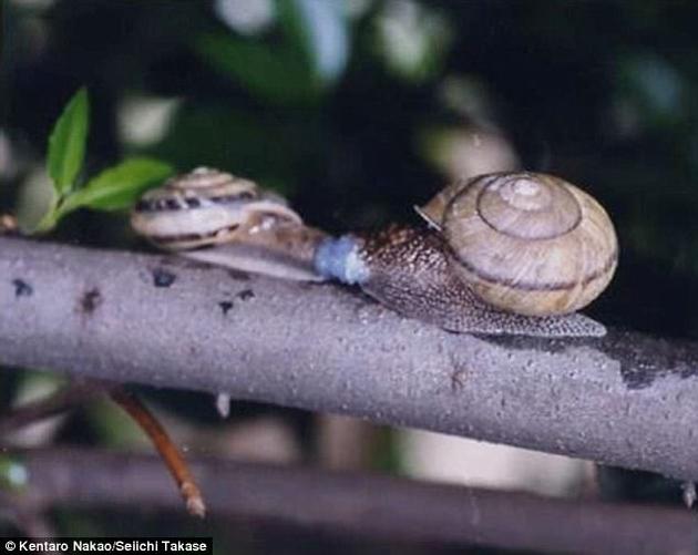 两种蜗牛，螺壳左旋的E。 quaesita和螺壳右旋的E。 peliomphala正在交配。这两个物种之间的交配可能不会产生可育后代，但表明了左旋和右旋的蜗牛也能进行交配。