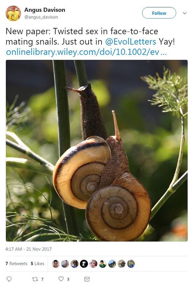 罕见的螺壳左旋蜗牛有时能把生殖器扭转到一个合适的姿势，从而进行正常的面对面交配。