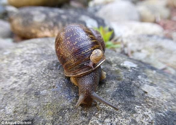 对螺壳左旋的蜗牛Jeremy来说，追求爱情的路程并不平坦。它的这种遗传异常出现概率只有百万分之一。2017年10月，Jeremy去世。