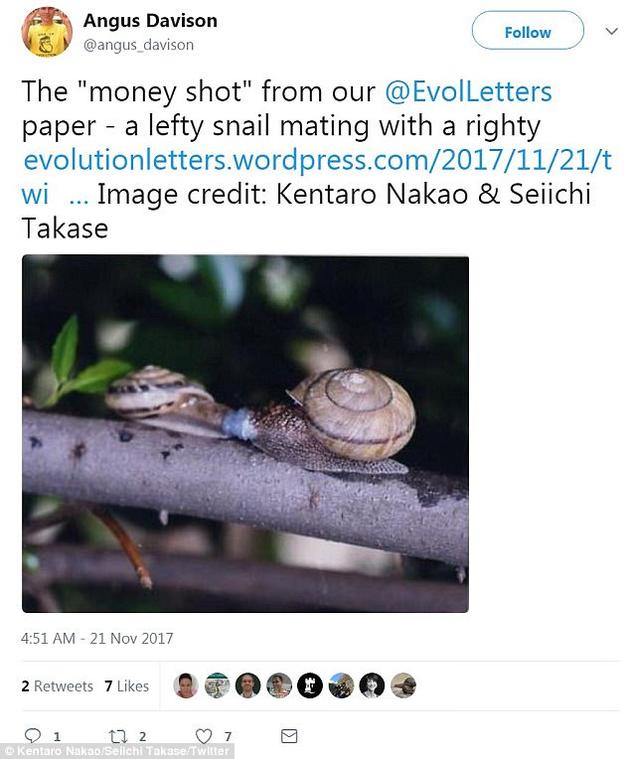 安格斯·戴维森博士在社交网络上分享了这张螺壳左旋蜗牛和右旋蜗牛交配的图片