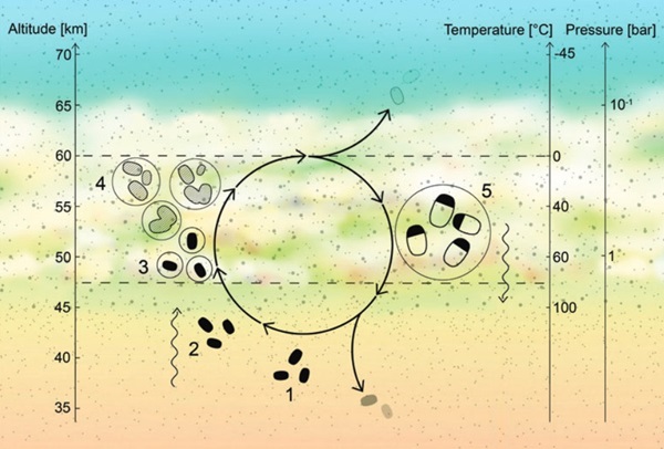 图中显示了生存于金星硫酸云层中间的微生物生命周期。（1）脱水的微生物以植物状态存活于金星上更低的薄雾层；（2）孢子被上升气流带回适宜居住的云层；（3）一旦被液体包括，孢子便具备代谢活性；（4）微生物分裂繁衍，而液滴渐渐凝结变大；（5）液滴变得足够大后落下，由于下层温度升高，液滴蒸发，促使微生物转变成孢子漂浮在更低的薄雾层中间。