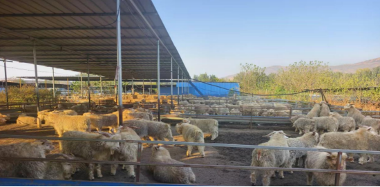分期乐普惠用户在唐县的肉羊养殖场。