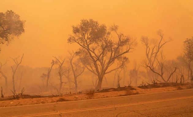 2020年9月18日，美国加利福尼亚州帕莱特•克里克公路旁被烧毁的树木，全球气候升温将加剧每年野火发生的频率和强度。