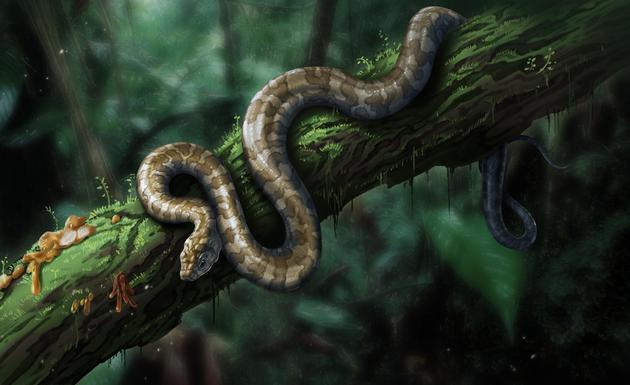 缅甸蛇类复原图 绘图刘毅