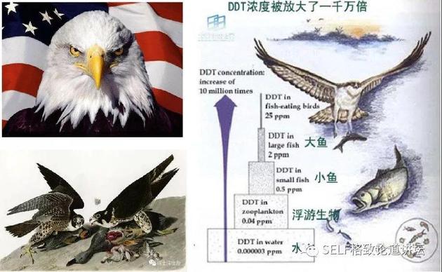 DDT导致鸟类灭绝