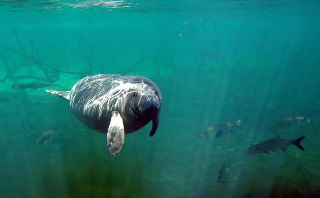 佛罗里达州近乎“灾难性的”污水泄露或可危害海洋生物|海洋生物