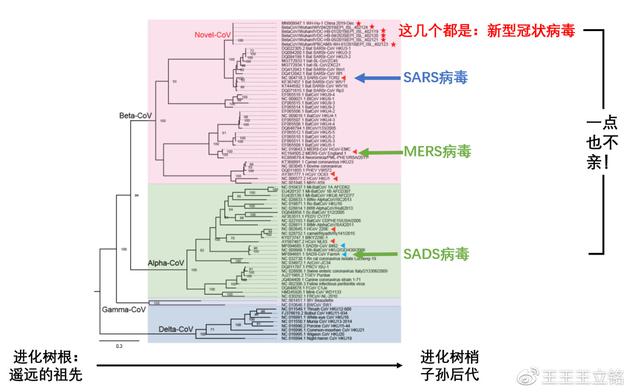 图3:进化树分析