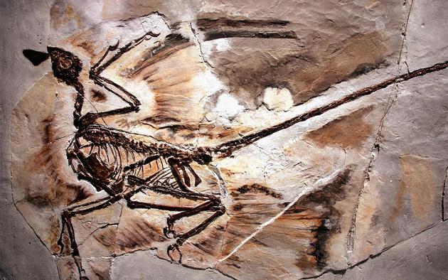 图中是四翼小盗龙骨骼化石，目前科学家在这种乌鸦大小的恐龙骨骼样本中发现世界上最早的皮屑化石。