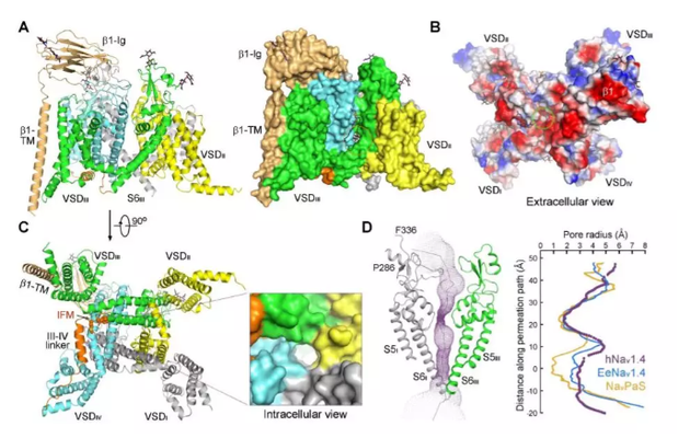 人类Nav1.4-β1复合体的结构（图片来源：《科学》）