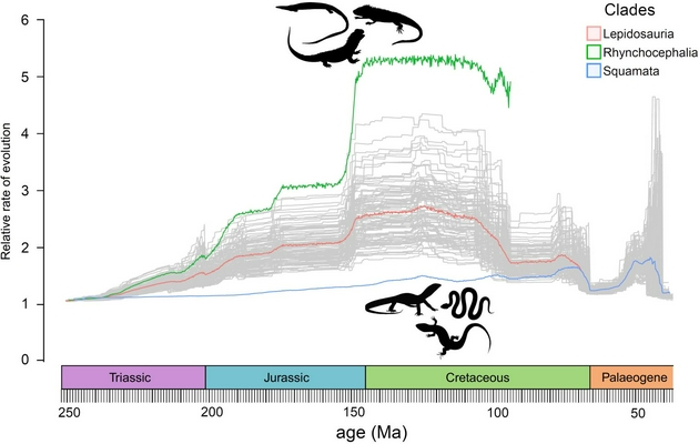 蜥蜴和蛇的进化速度(蓝线)在大约2亿年的时间里远低于喙头目生物(绿线)，而且它们只是在最近5000万年左右才发生了逆转。
