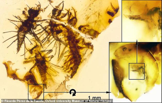 这是科学家首次发现行昆虫“破卵器”（egg burster）的化石证据。