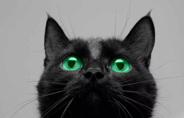 纯黑的猫在中世纪被认定为与魔鬼崇拜有关。图源：skepticism.org