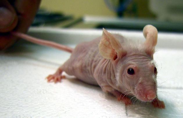 小鼠与人类有大约97.5%的DNA相同，因此许多人可能会认为，在研究药物疗法和疾病建模方面，小鼠可以成为我们几乎完美的替身