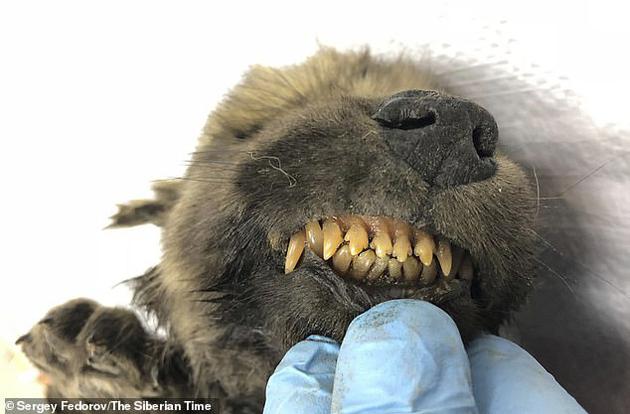 2、这只幼犬长着锋利的牙齿,尽管它是远古生物,但仍然栩栩如生。