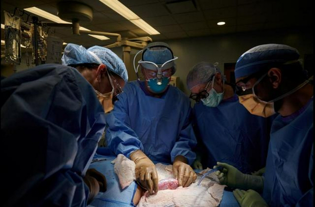 器官被植入患者身体外部，以方便观察 图片来源：路透社