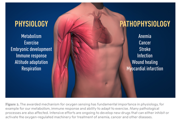 氧感应机制在生理学上具有重要意义，包括对我们的新陈代谢、免疫反应和运动适应能力都有重要影响。许多病理过程也会受到影响。目前科学家正在努力开发新药，以抑制或激活治疗贫血、癌症和其他疾病的氧调节机制。 左：生理学，新陈代谢，运动，胚胎发育，免疫反应，高原适应，呼吸 右：病理生理学，贫血，癌症，中风，感染，伤口愈合，心肌梗死