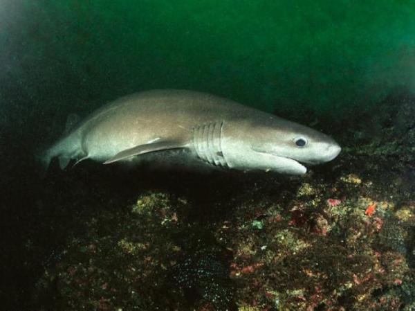 灰六腮鲨，被列入易灭绝名单的深海鲨鱼，也是角鲨烯渔业的捕捞对象