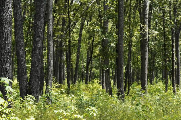 动植物如何窃取其他物种DNA，以加速进化历程？|DNA|进化|基因