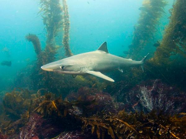 翅鲨的鳍翅和肝脏都遭人觊觎，因过度捕捞，种群数量在全球范围内呈急剧下降趋势。