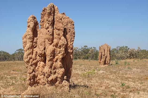 研究人员对泥土样品进行了分析，发现这些沉积物其实是古代的白蚁巢。