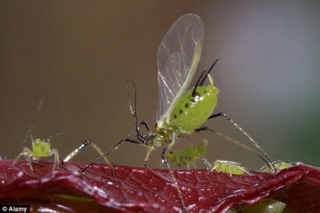 研究人员在上周四发表于《科学》上的一篇意见书中指出，美国政府需要更好地阐释在和平时期开展“昆虫同盟计划”（Insect Allies project）的合理性。该计划旨在提高作物应对干旱与疾病的能力。