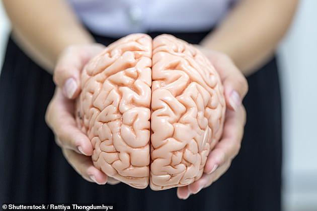 研究作者认为，男女大脑之间的差异是生物性的。