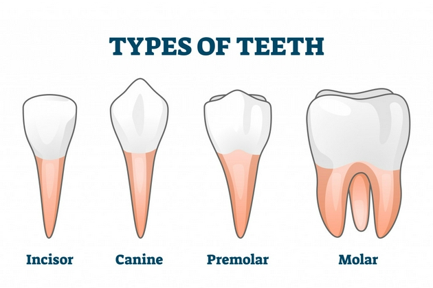 不同牙齿种类的示意图