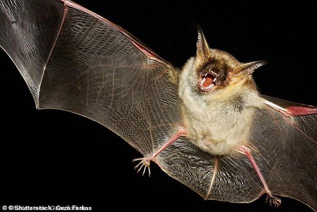 菊头蝠、长耳蝠、常见的吸血蝙蝠、以及至少一种鼠耳蝠的寿命都比同等体积的哺乳动物长四倍以上。