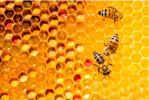蜜蜂的重要性超出许多人的想象