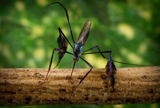 Sabethes cyaneus被称为蚊子世界的极乐鸟，表演一种复杂的舞蹈来吸引配偶