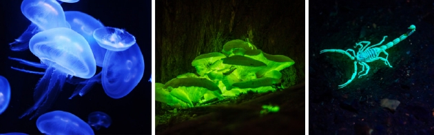 神秘的发光蘑菇：仅在特定生命时期内发光