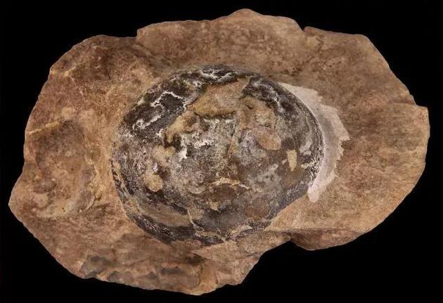 鼠龙胚胎化石。| 图片来源：Norell， M。 et al。