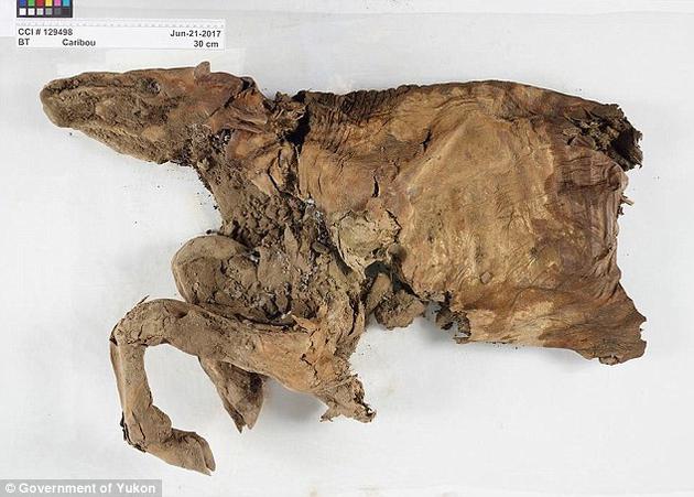 驯鹿幼崽遗骸缺失了身体的某些部分，只有前半部分保持完整（如图），但小狼遗骸是完整的，头部、尾巴、爪子、皮肤和毛发都保存完好。