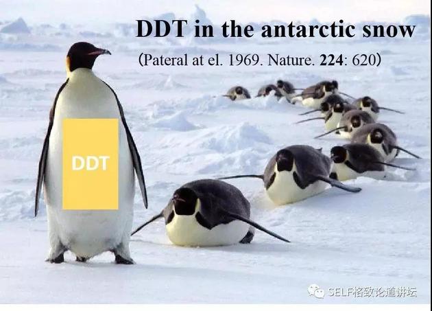 南极雪中积累了2400吨DDT