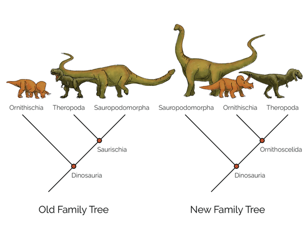 左边是传统的恐龙演化树，根据骨盆形态的差异，将鸟臀目和蜥臀目分开。右边是马修·巴伦及其同事提出的新演化树，其中鸟臀目与兽脚亚目形成了一个新的类群，叫做“鸟腿目”（Ornithoscelida