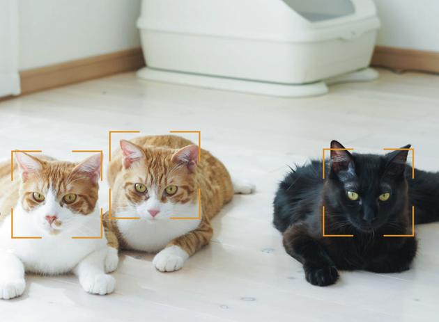 猫脸识别,可分别提供监测数据