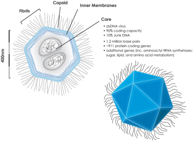 拟菌病毒（Mimivirus）的结构